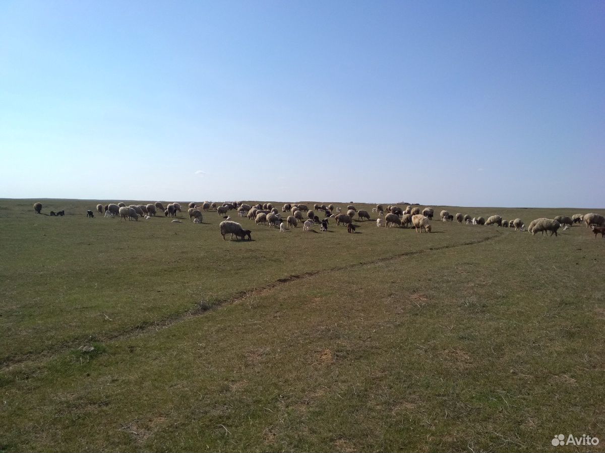 Овцы,ягнята продаю купить на Зозу.ру - фотография № 1