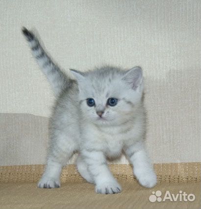 Британские серебристые котята купить на Зозу.ру - фотография № 6