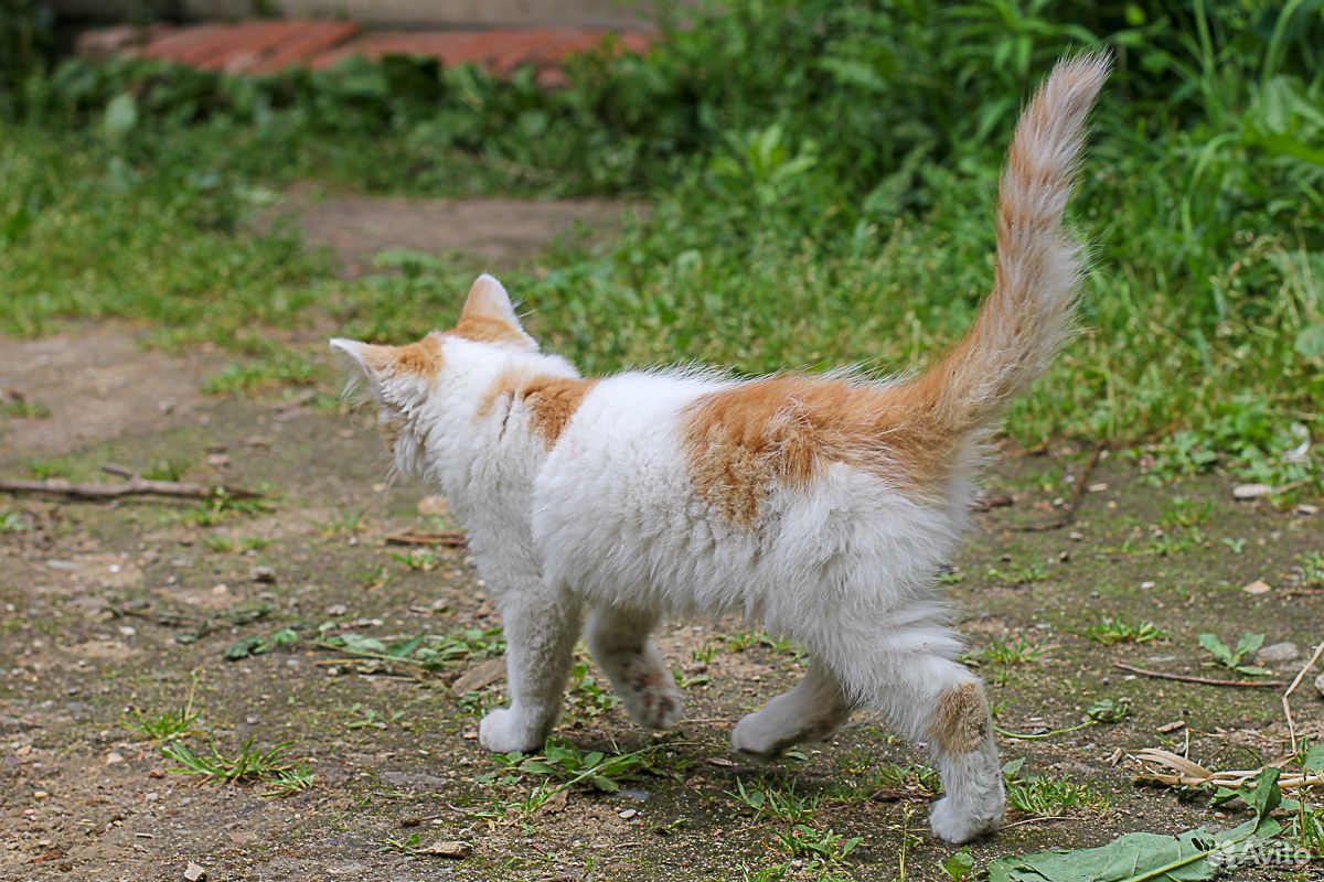 Кошечка белая с рыжим 3 месяца купить на Зозу.ру - фотография № 8