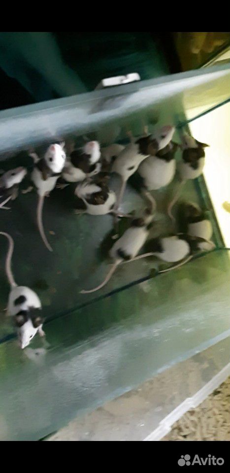 Японские карликовые мыши купить на Зозу.ру - фотография № 2