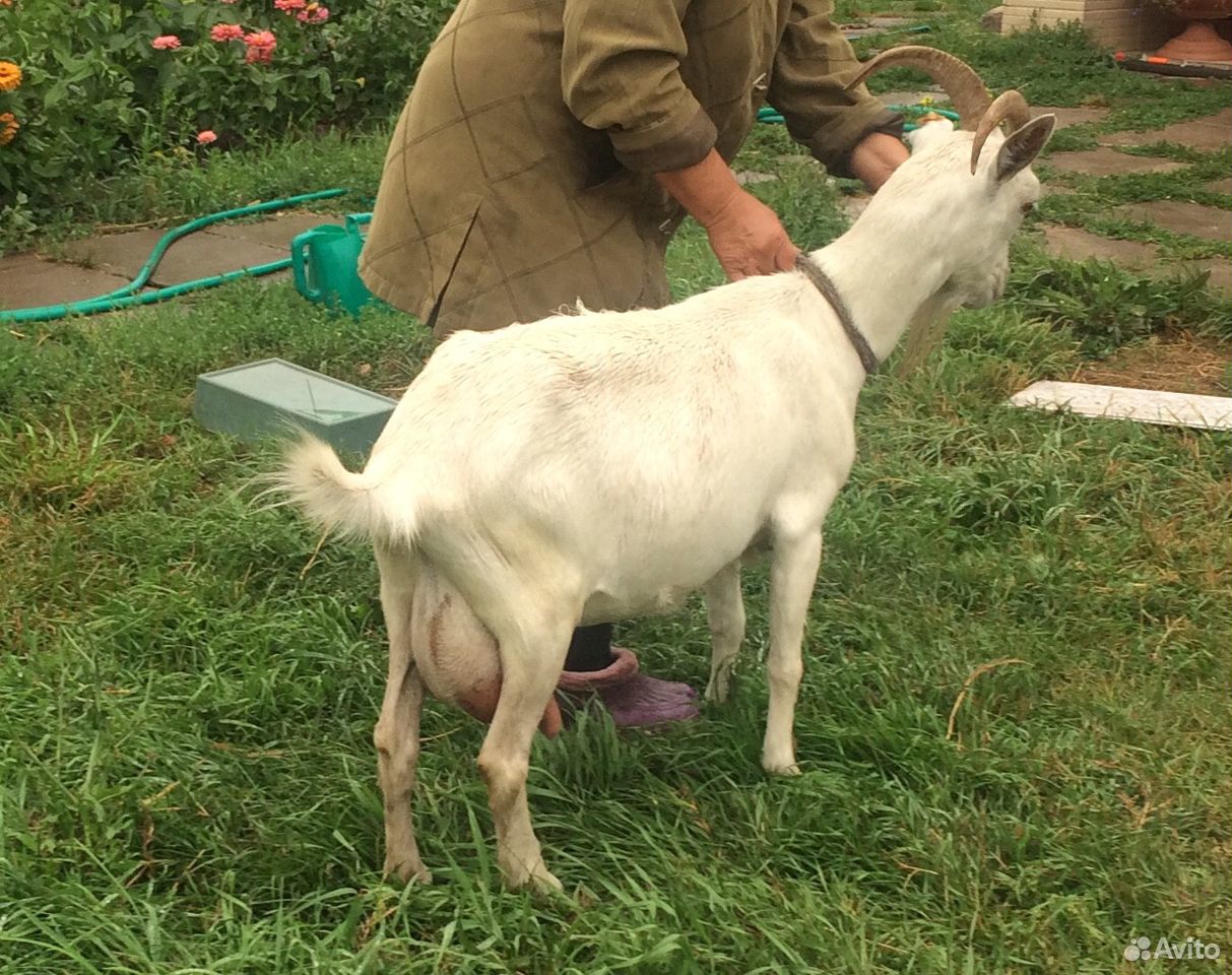 Молочная коза, зааненской породы купить на Зозу.ру - фотография № 2