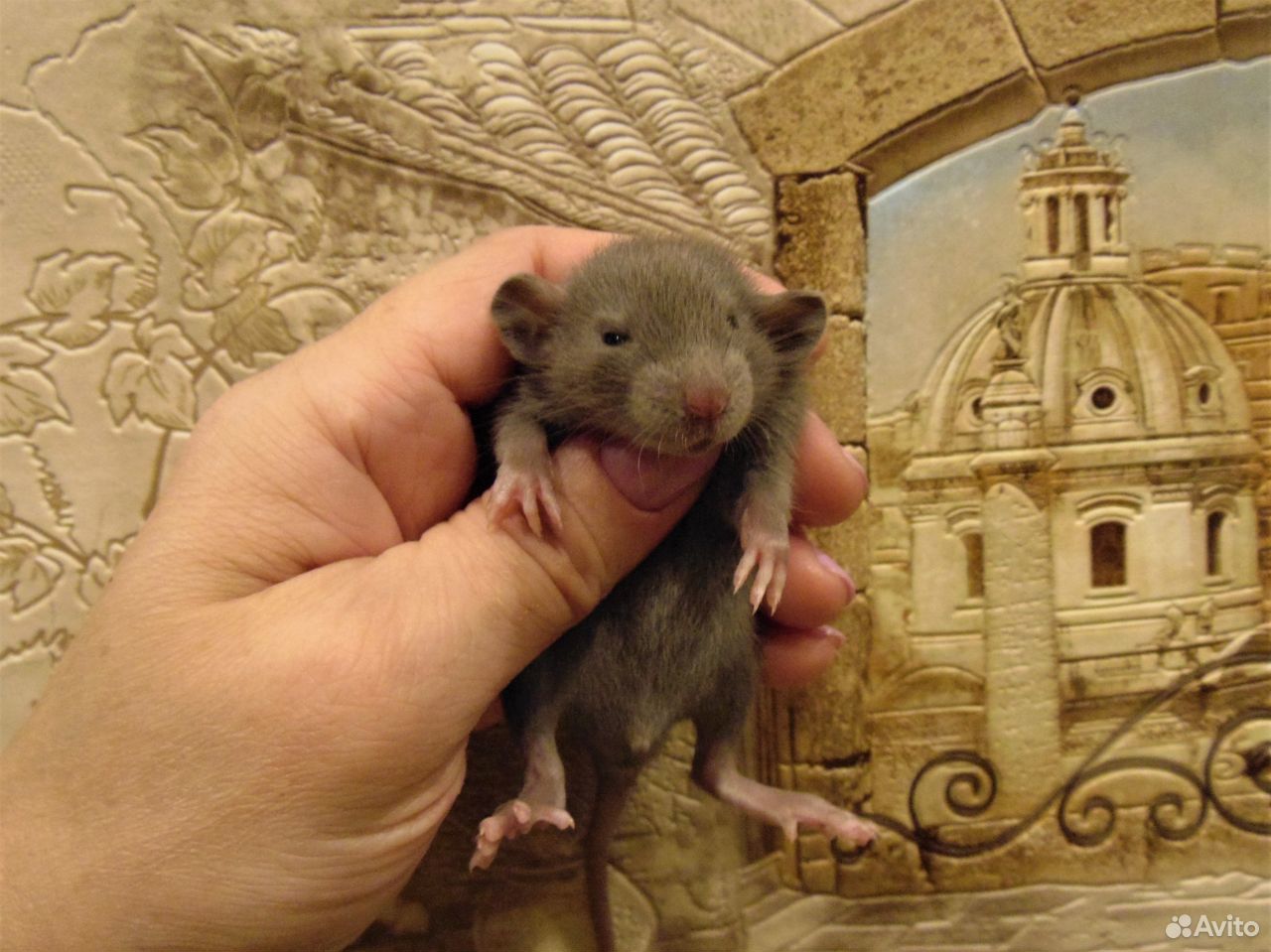 Крысы, Крысята дамбо, мальчики, клетки, гамаки купить на Зозу.ру - фотография № 4