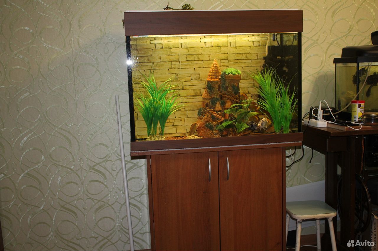 Продаю аквариум и рыбок купить на Зозу.ру - фотография № 5