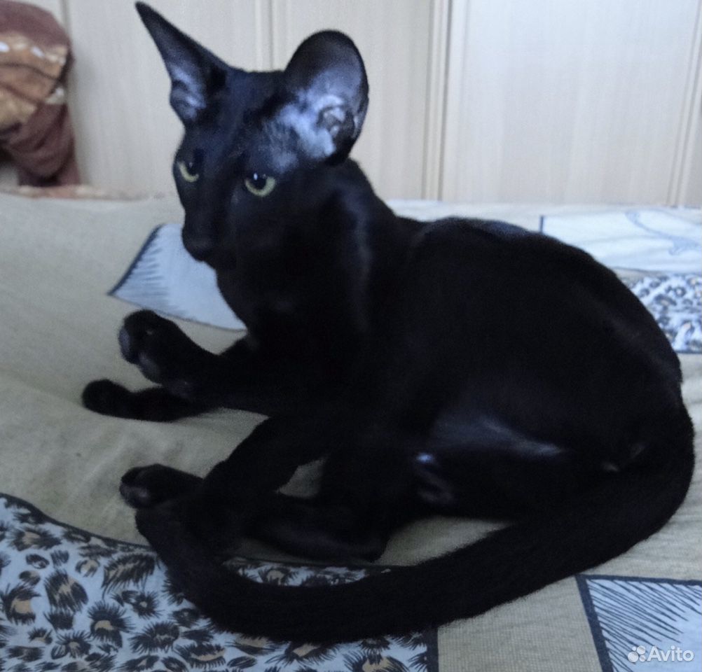 Черная ориентальная кошка с Дипломом купить на Зозу.ру - фотография № 1
