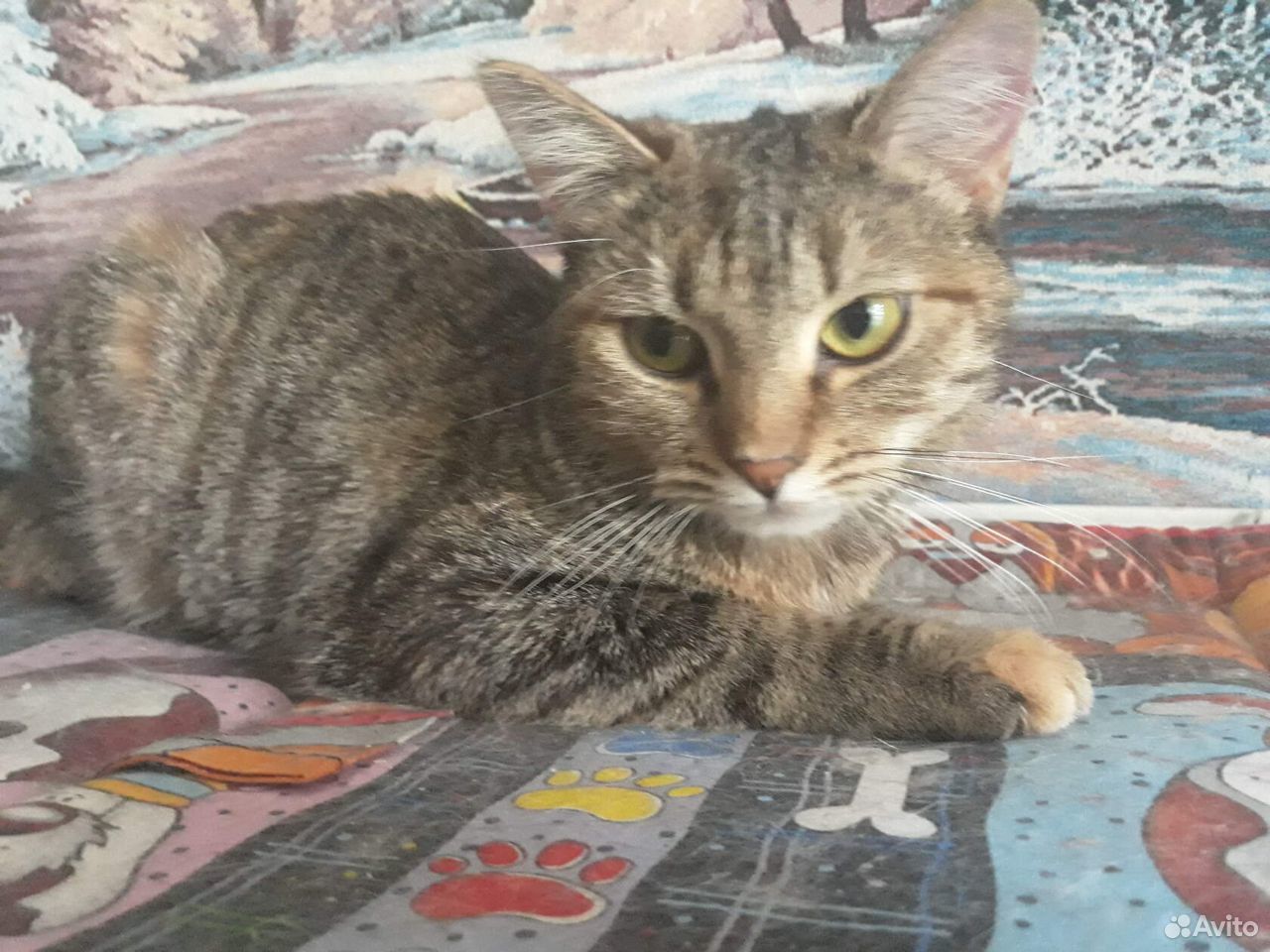 Красивая кошка Фифа, стерилизована купить на Зозу.ру - фотография № 2
