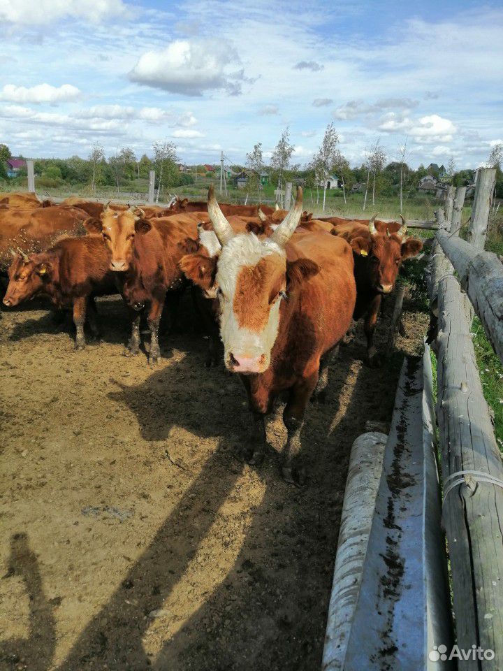 Коровы, быки купить на Зозу.ру - фотография № 6