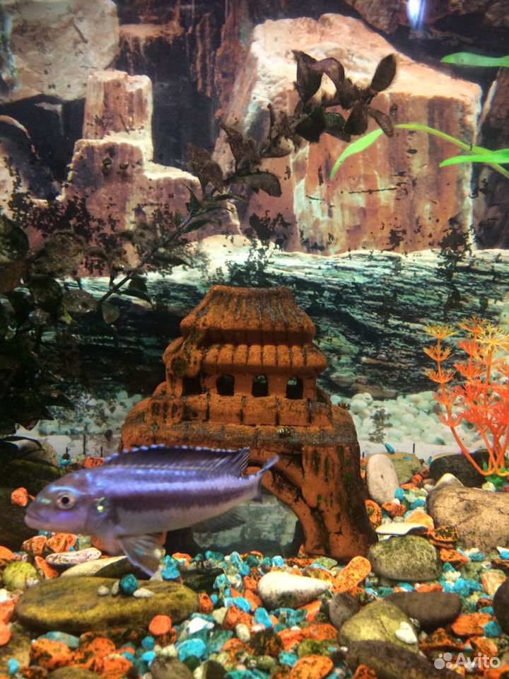 Рыбка в аквариум купить на Зозу.ру - фотография № 2