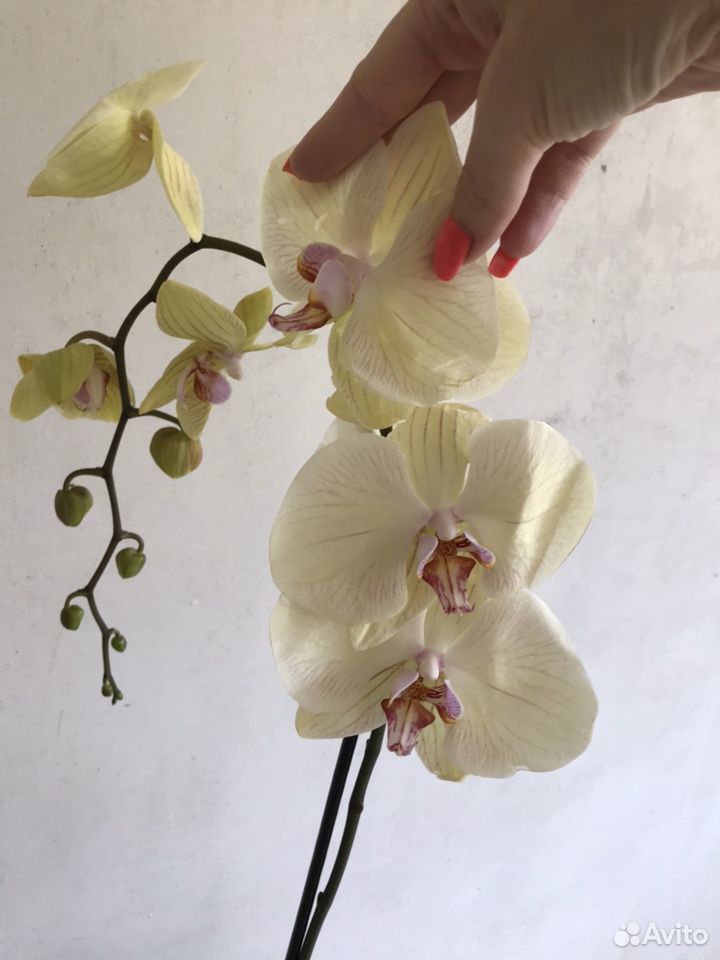 Орхидея фаленопсис цветущая купить на Зозу.ру - фотография № 2