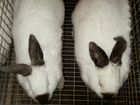 Продаю кроликов калифорнийской породы объявление продам