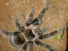 Лосиадора Парихабана паук птицеед объявление продам