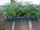 Продам рассаду томатов, баклажан объявление продам