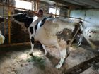 Коровы дойные и перед отёлом объявление продам