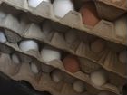 Продам домашние куриные яйца объявление продам