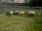 Овцы романовской 5 штук 4 овцы и баран цена за все объявление продам