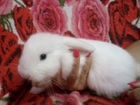 Продаём кролика порода Шотландский веслоухий декор объявление продам