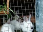 Продам кроликов объявление продам