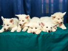 Неотрозимые щенки швейцарской овчарки объявление продам