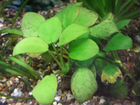 Растения аквариумные объявление продам