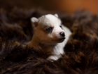 Продаются щенки сибирской хаски красивого окрасаВо объявление продам