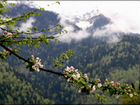 Весна в Абхазии, с 7 по 9 марта объявление продам
