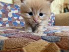 Персидского котенка отдаю объявление продам