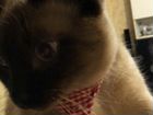 Кот для вязки(Тайский,Сиамский) объявление продам