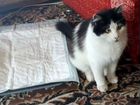 Пуаро,8 месяцев,оооочень ласковый котик объявление продам