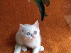 Котик Британской серебристой шиншиллы объявление продам