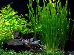 Растения аквариумные в ассортименте