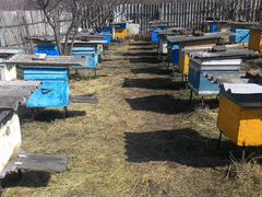 Пчелы Башкирские