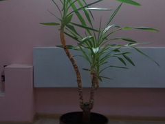 Растение юкка 110см с керамическим горшком