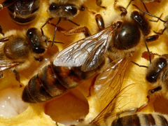 Семьи и Отводки пчел 2020