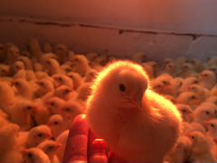 Продам цыплят и инкубационное яйцо бройлеров