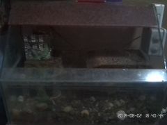 Черепаха В аквариуме
