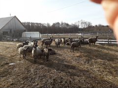 Романовские овцы на племя и мясо