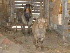 Камерунские козёл с козой
