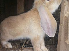 Кролик(Баран)