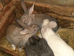 Кролики два месяца