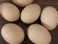 Продаю инкубационное яйцо индоутки