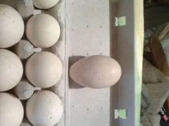 Яйцо индюшек для инкубации