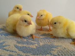 Предварительная запись на цыплят апрель-май
