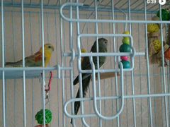 Продажа певчих попугаев