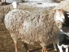 Курдючная овечка на развод