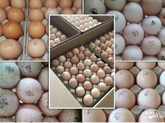 Яйцо импорт для инкубации