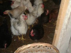 Продам куриные яйца для инкубации