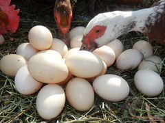 Инкубационное яйцо мускусной утки, утята