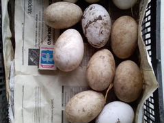 Яйцо гусиное инкубационное Холмогор (не чистый)