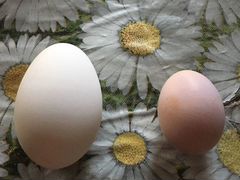 Яйцо гусиное, яйцо индоутки(шипуны)