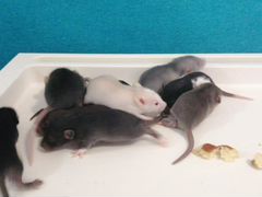 Крысята декоративные