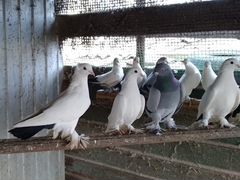 Краснодарские голуби